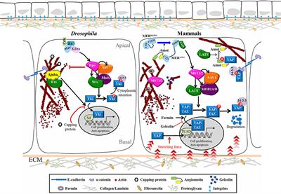 Hippo Signaling-Mediated Mechanotransduction in Cell Movement and Cancer Metastasis